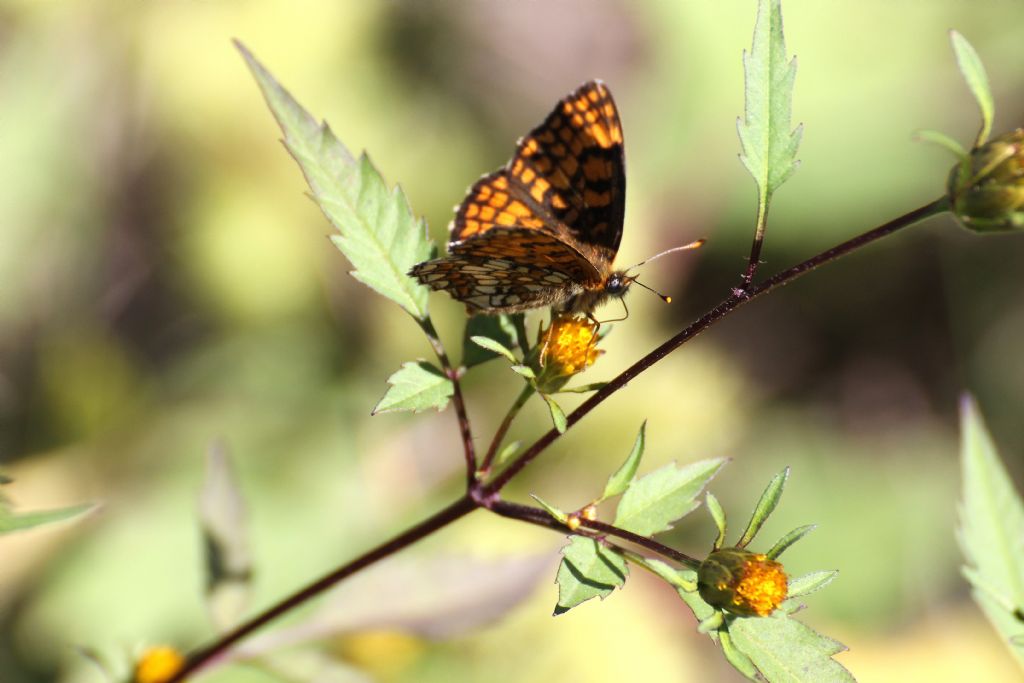 Melitaea athalia? S